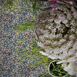 Voksdug Lemon Dusty Green Au Maison